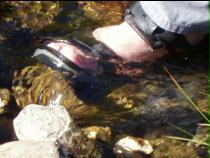 wer wäscht denn da seine Füsse? wer wäscht denn da seine Füsse?